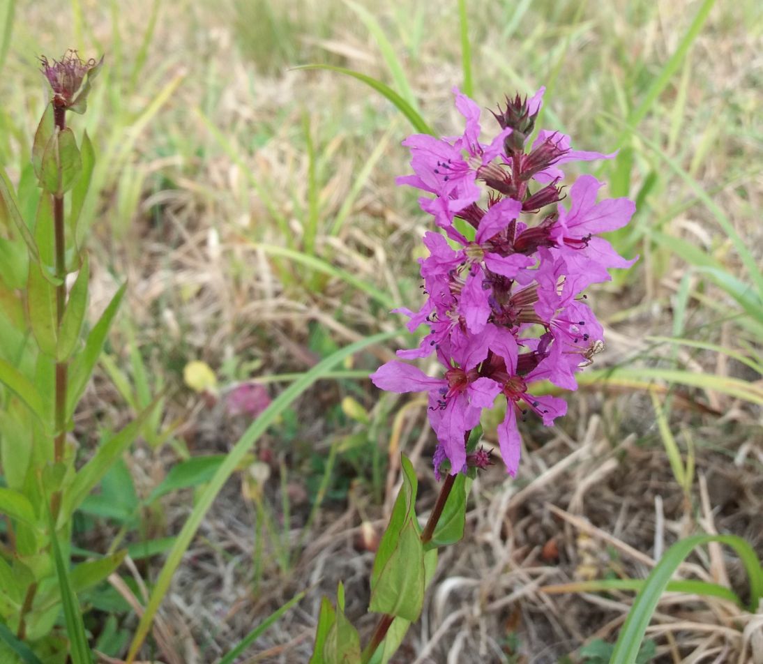 kytka orez f kytka orez f