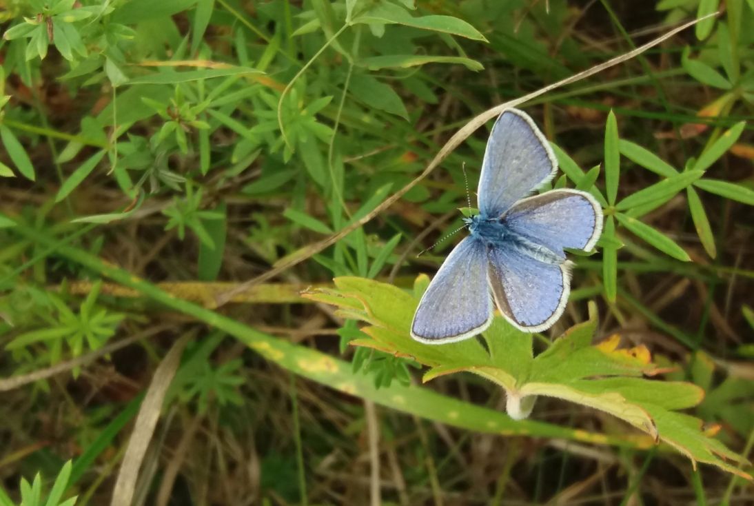 modry motyl orez modry motyl orez