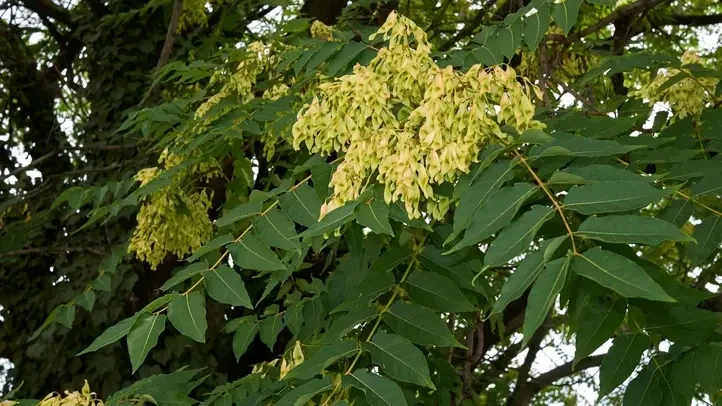 Pajasan